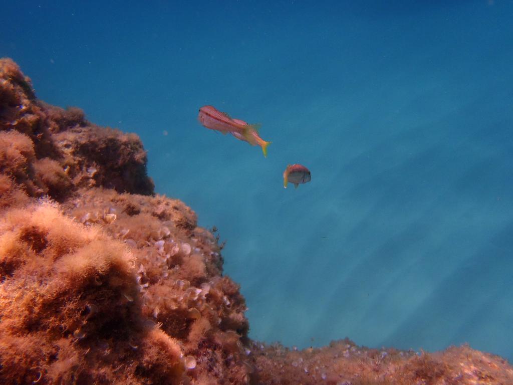 קאפו ואטיצ'אנו Le Casette Sul Mare מראה חיצוני תמונה